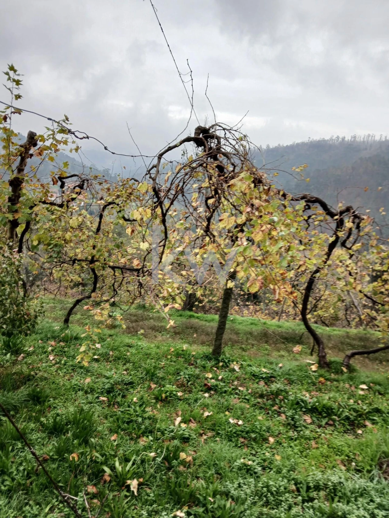 Moradia T3 para Venda em Agilde Foto 11