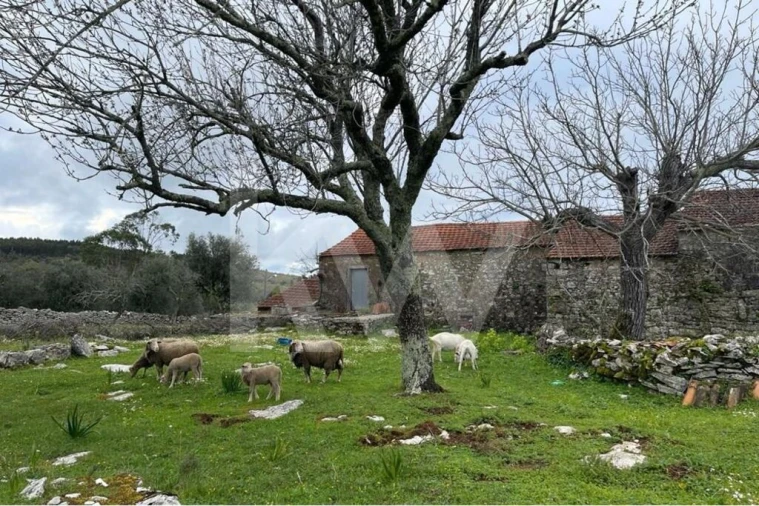 Moradia T2 para Venda em Degracias e Pombalinho Foto 16