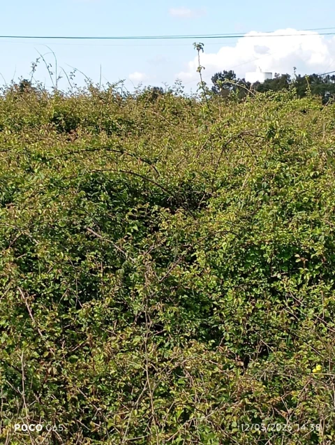 Terreno para Venda em Vale de Santarem
