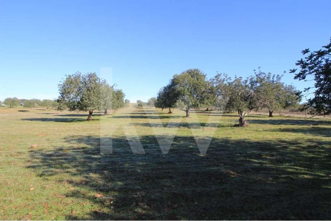 Quinta T8 para Venda em São Bartolomeu de Messines Foto 23