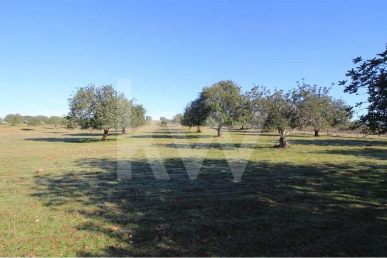 Quinta T8 para Venda em São Bartolomeu de Messines Foto 23