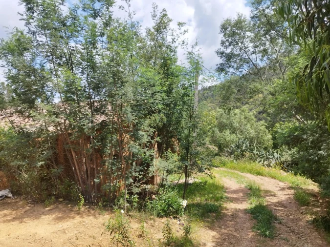 Quinta para Venda em Monchique Foto 3