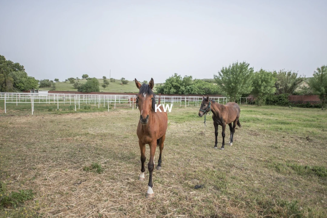 Quinta T8 para Venda em Assunção, Ajuda, Salvador e Santo Ildefonso Foto 52
