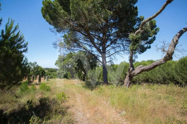 Terreno para Venda em Aveiras de Cima Foto 14