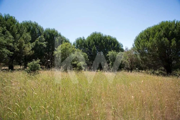 Terreno para Venda em Aveiras de Cima Foto 9