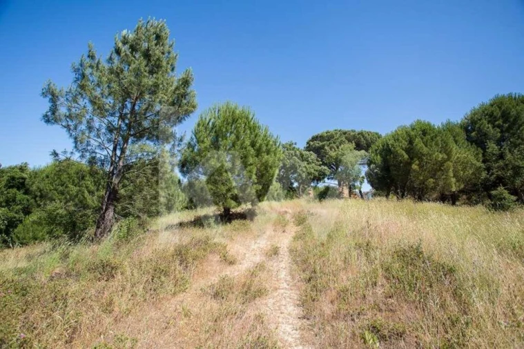 Terreno para Venda em Aveiras de Cima Foto 8