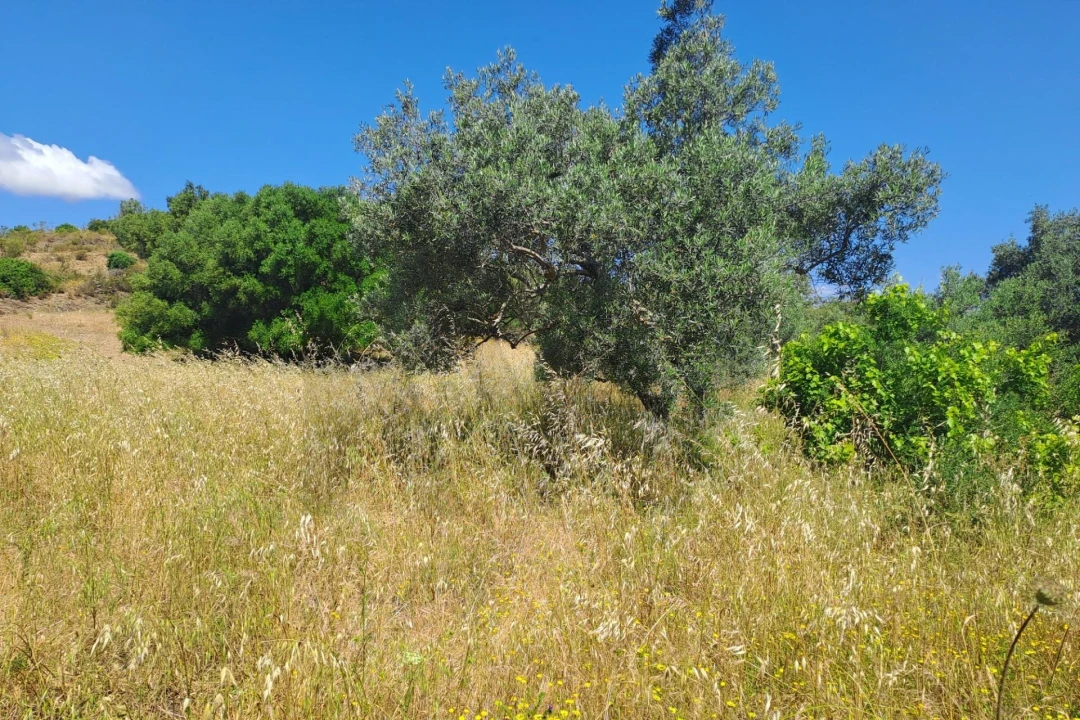 Terreno para Venda em Alcoutim e Pereiro Foto 3