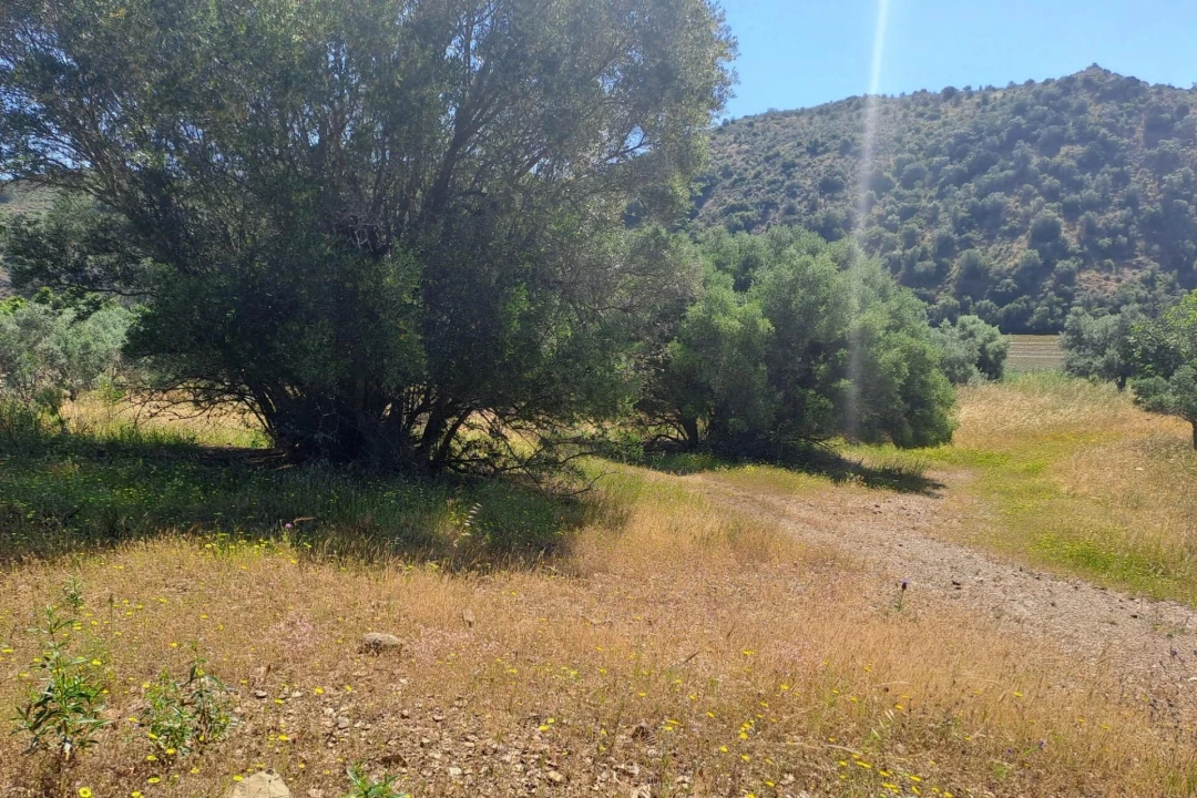 Terreno para Venda em Alcoutim e Pereiro Foto 4