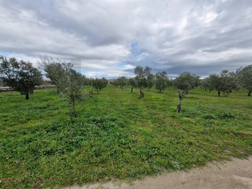 Terreno para Venda em Freixo de Numão Foto 30