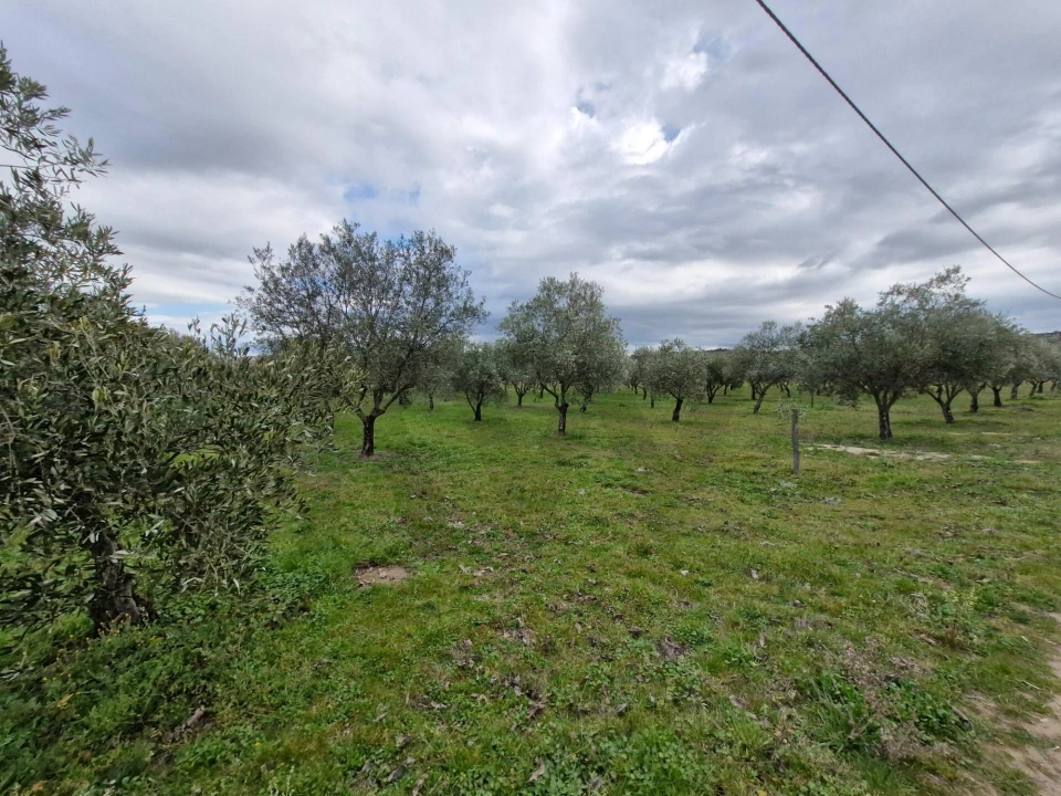 Terreno para Venda em Freixo de Numão Foto 33