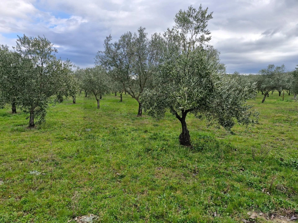 Terreno para Venda em Freixo de Numão Foto 32