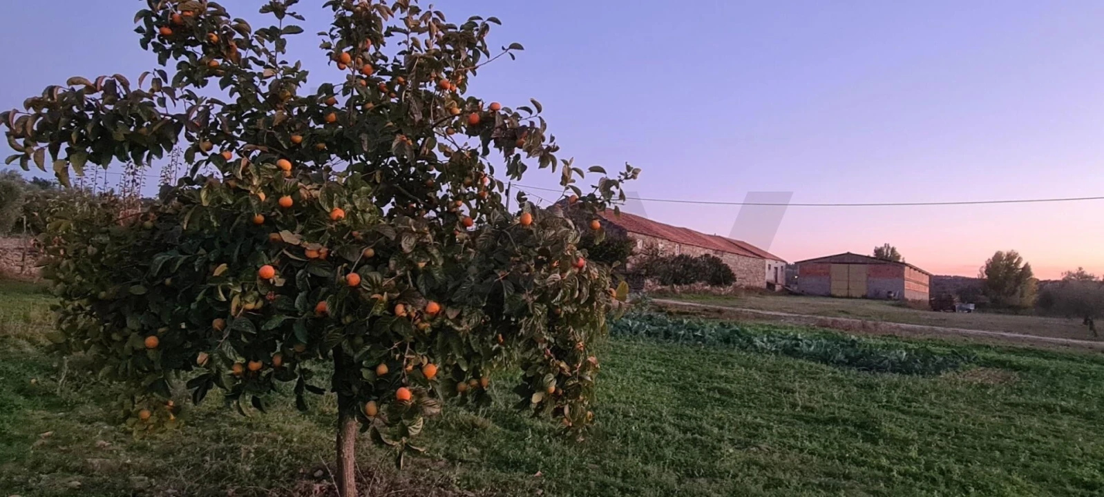 Terreno para Venda em Freixo de Numão Foto 19