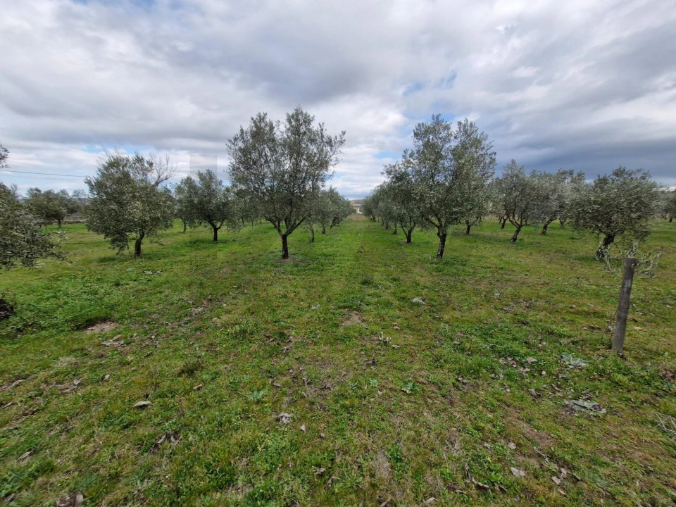 Terreno para Venda em Freixo de Numão Foto 34
