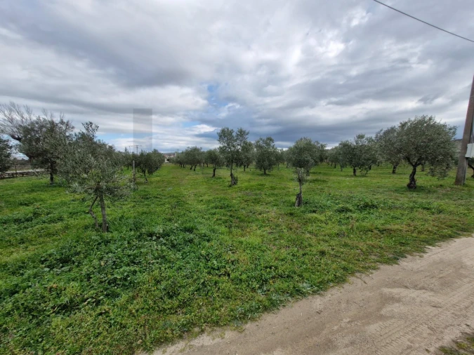 Terreno para Venda em Freixo de Numão Foto 29