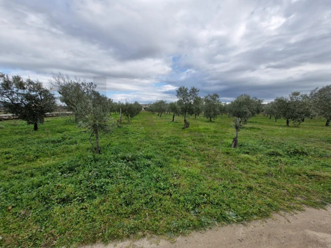 Terreno para Venda em Freixo de Numão Foto 30