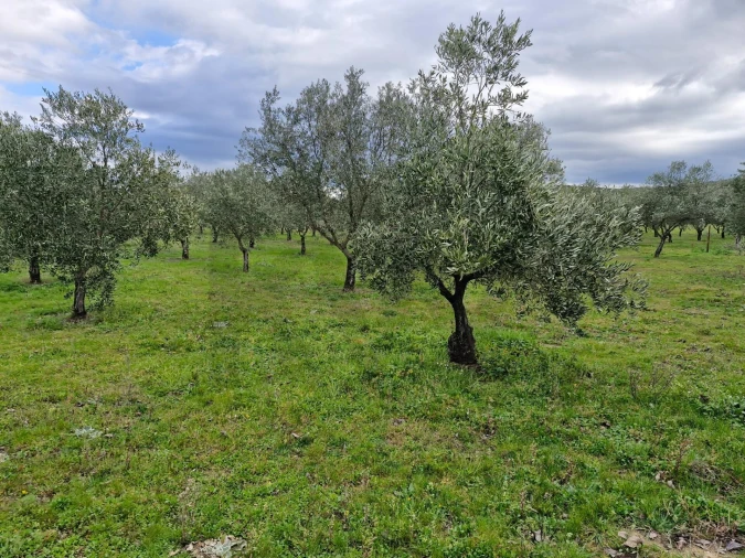 Terreno para Venda em Freixo de Numão Foto 32
