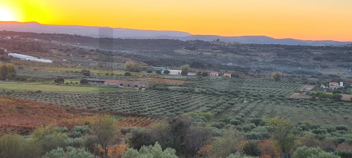 Terreno para Venda em Freixo de Numão Foto 5