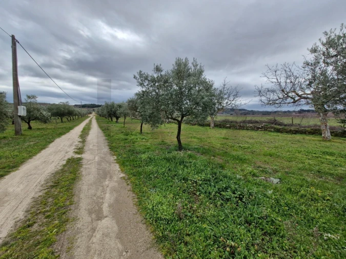 Terreno para Venda em Freixo de Numão Foto 27