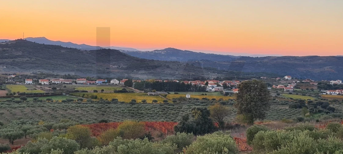 Terreno para Venda em Freixo de Numão Foto 4