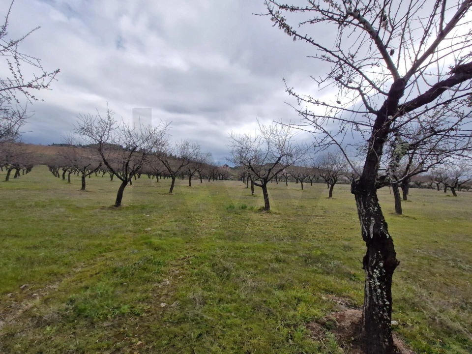 Terreno para Venda em Freixo de Numão Foto 37