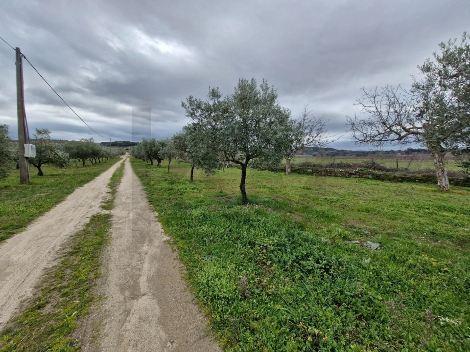 Terreno para Venda em Freixo de Numão Foto 27