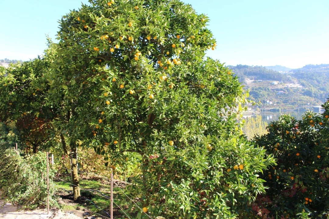 Quinta T2 para Venda em Cinfães Foto 31