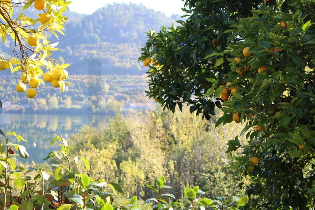 Quinta T2 para Venda em Cinfães Foto 38