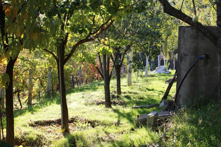 Quinta T2 para Venda em Cinfães Foto 6