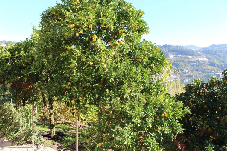 Quinta T2 para Venda em Cinfães Foto 31