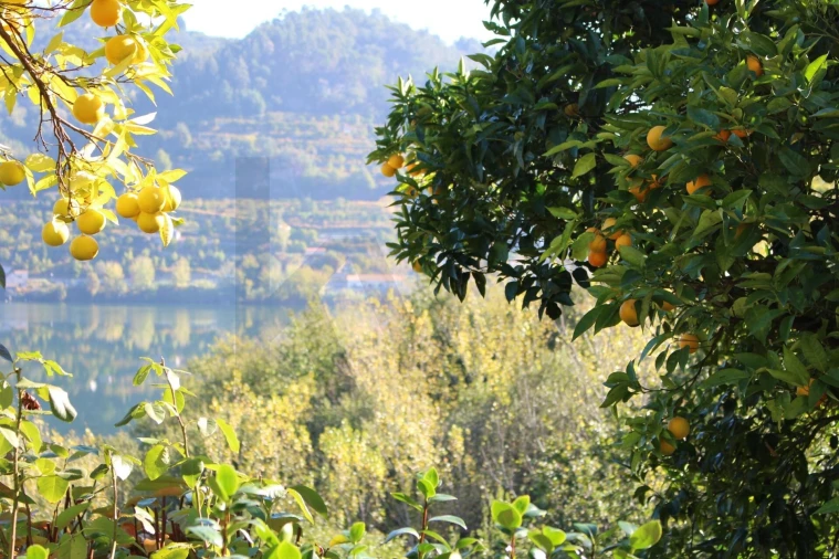 Quinta T2 para Venda em Cinfães Foto 38