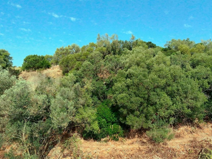 Terreno para Venda em Sesimbra (Santiago) Foto 20