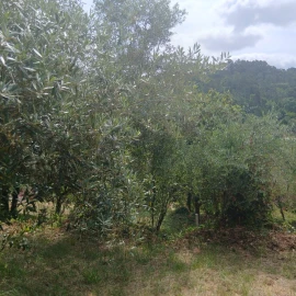 Terreno para Venda em Assafarge e Antanhol