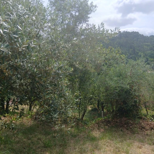 Terreno para Venda em Assafarge e Antanhol Foto 25