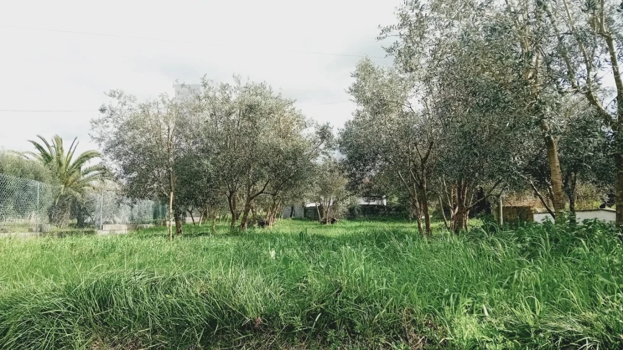 Terreno para Venda em Soure Foto 10