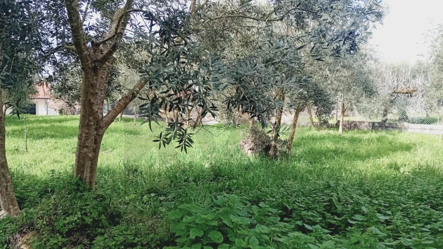 Terreno para Venda em Soure Foto 5