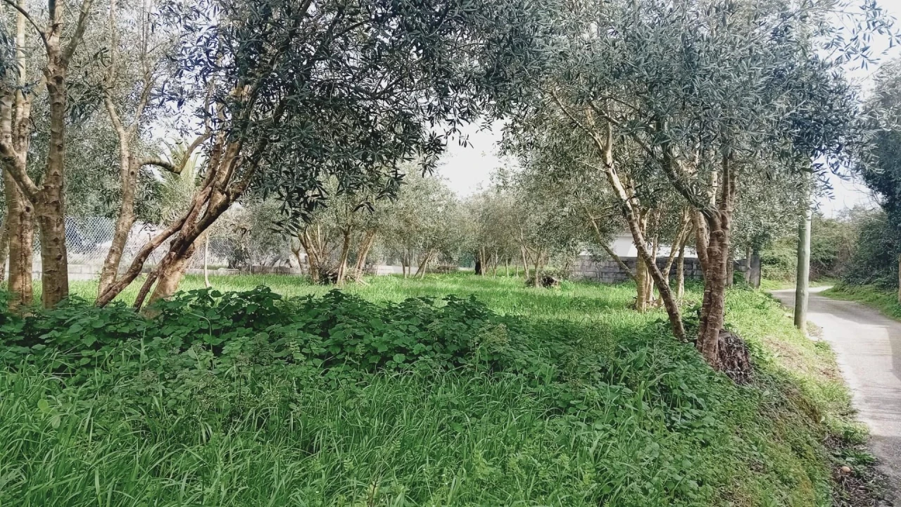 Terreno para Venda em Soure Foto 8