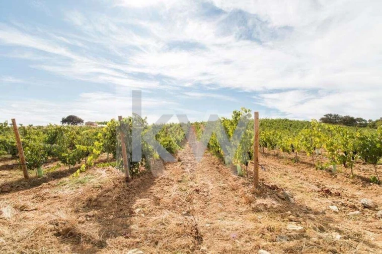 Quinta T3 para Venda em Vila de Frades Foto 3