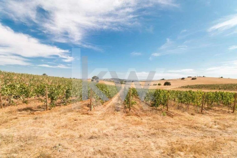 Quinta T3 para Venda em Vila de Frades Foto 9