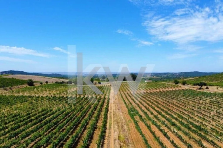 Quinta T3 para Venda em Vila de Frades Foto 4