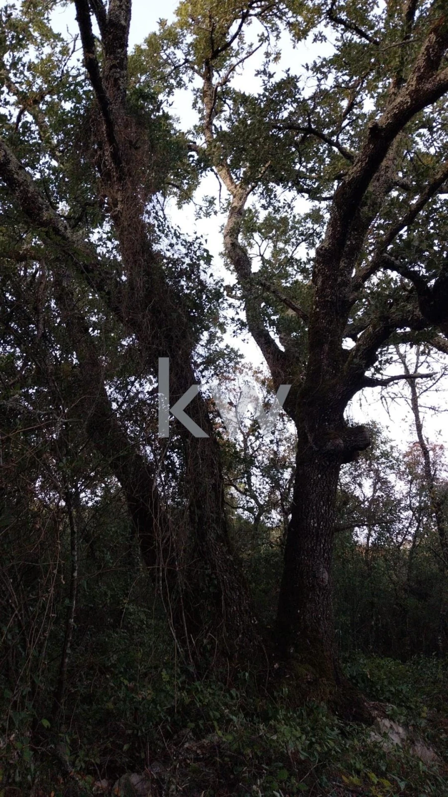 Terreno para Venda em São Miguel, Santa Eufémia e Rabaçal Foto 16