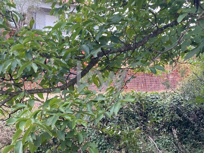Terreno para Venda em São Miguel, Santa Eufémia e Rabaçal Foto 6