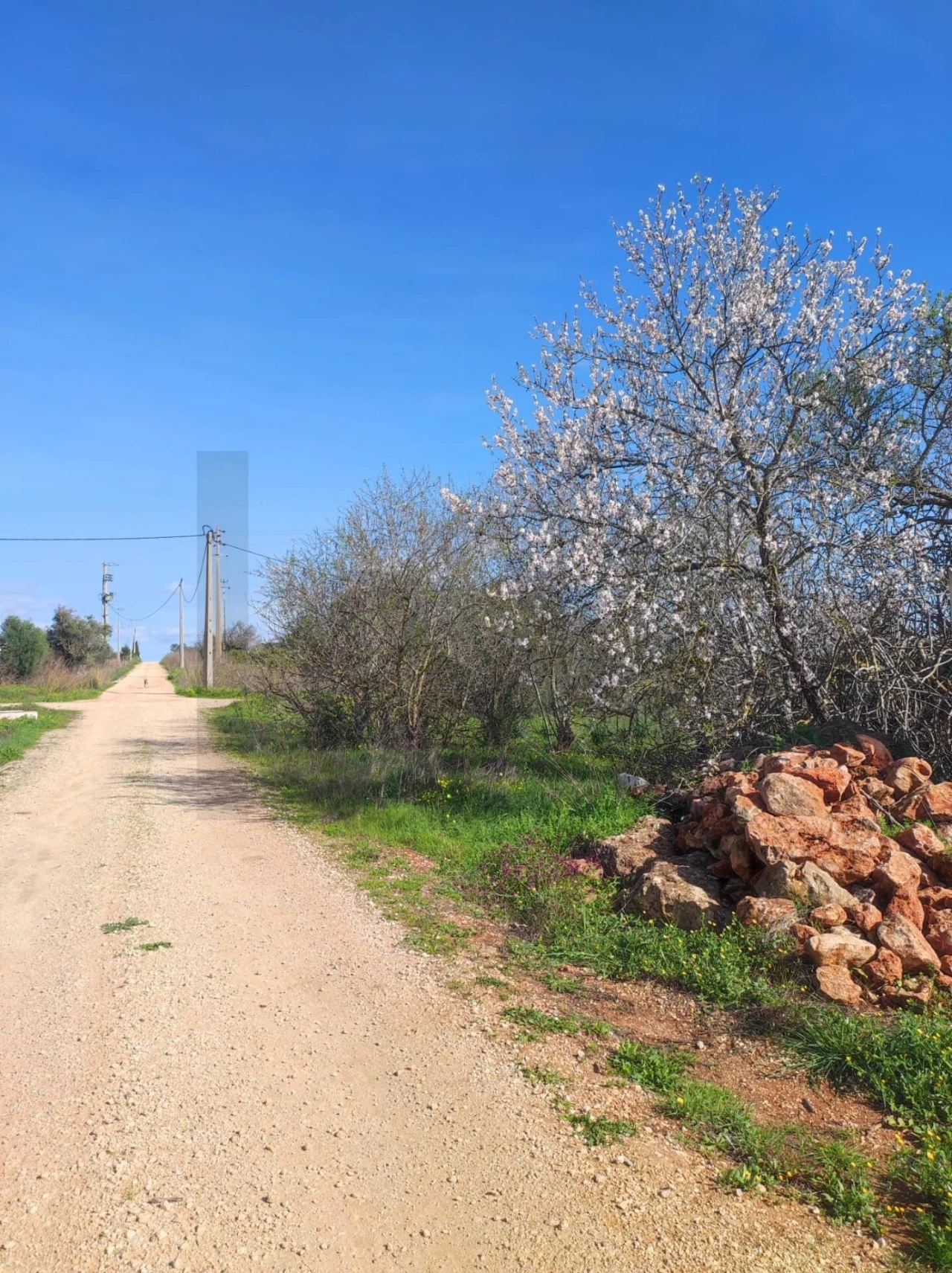 Terreno para Venda em São Bartolomeu de Messines Foto 4