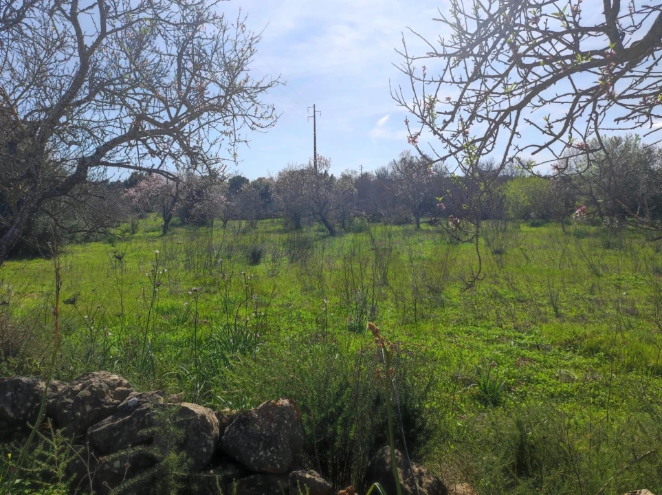Terreno para Venda em São Bartolomeu de Messines Foto 3