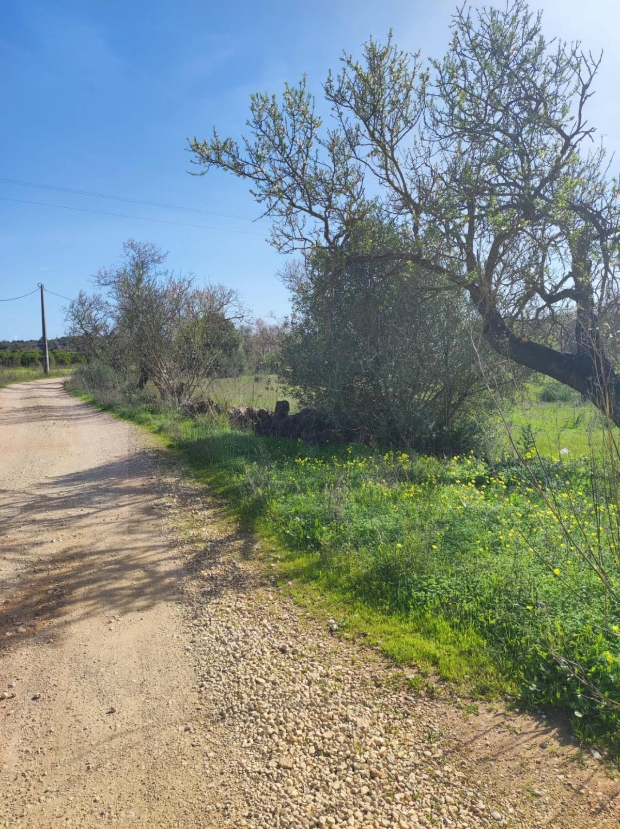 Terreno para Venda em São Bartolomeu de Messines Foto 9
