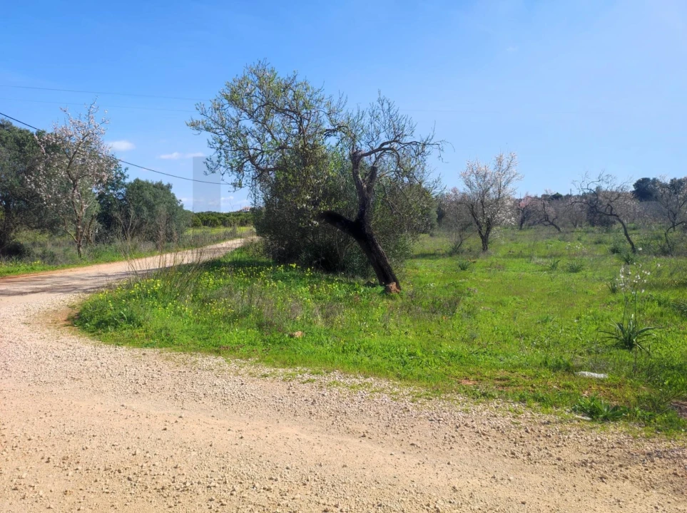 Terreno para Venda em São Bartolomeu de Messines Foto 6