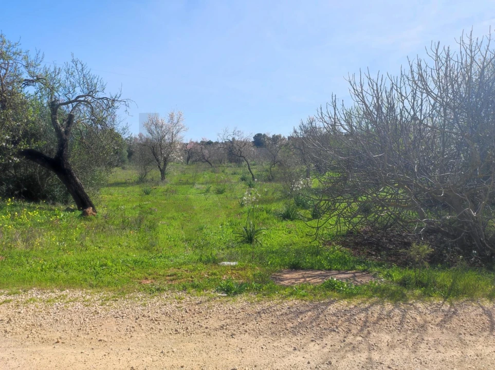 Terreno para Venda em São Bartolomeu de Messines Foto 5