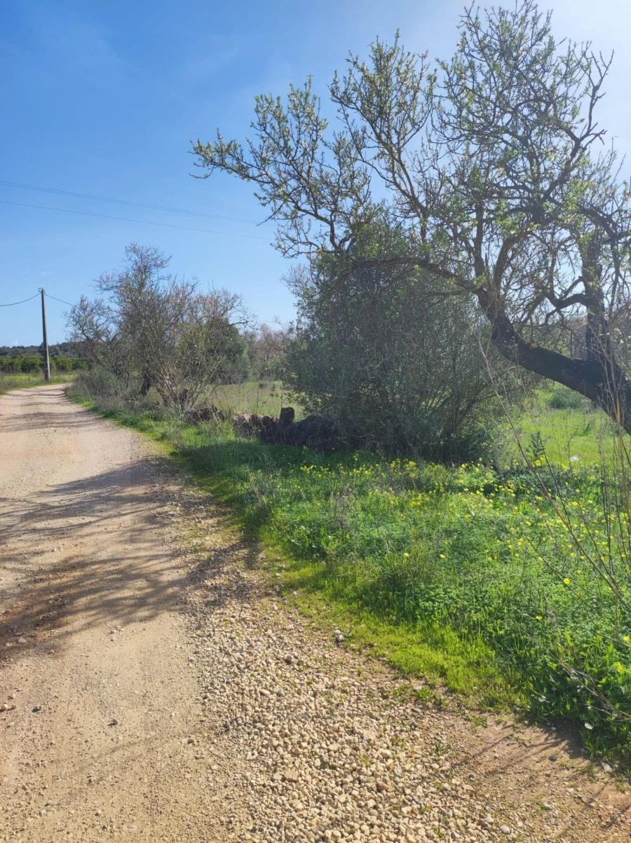 Terreno para Venda em São Bartolomeu de Messines Foto 9