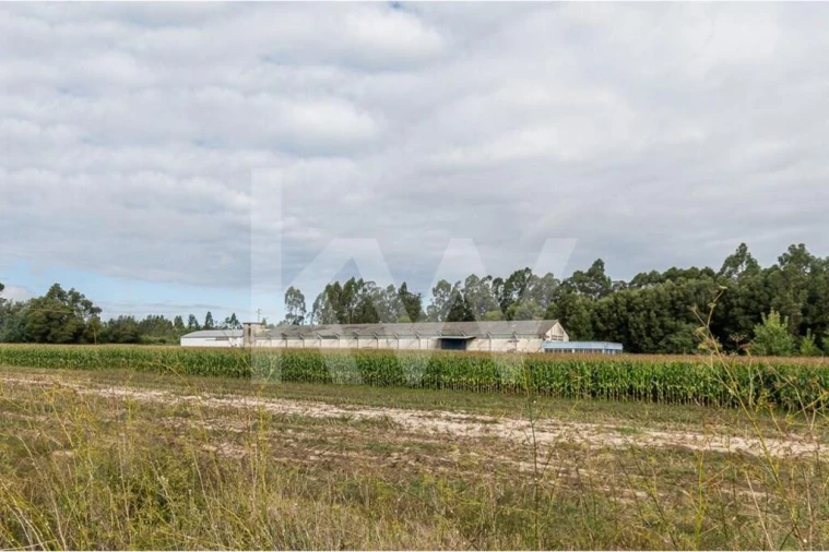 Armazém para Venda em Vagos e Santo António Foto 28