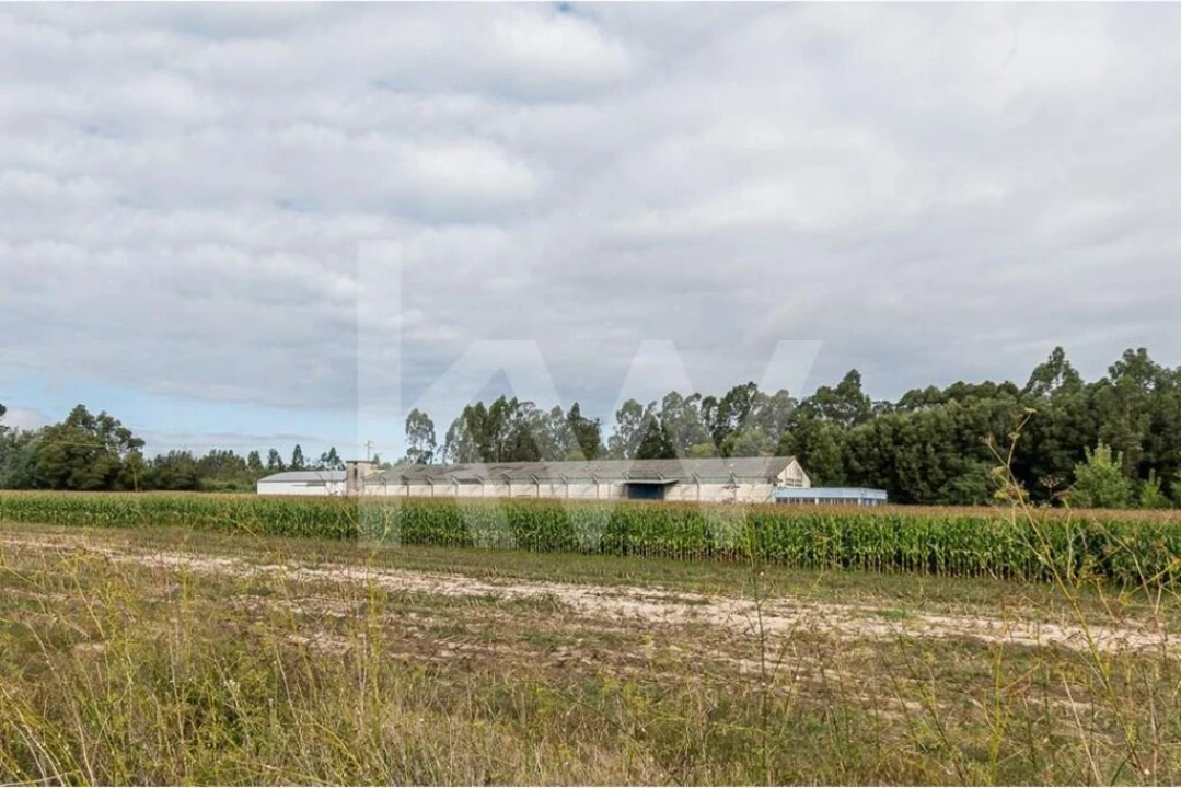 Armazém para Venda em Vagos e Santo António Foto 28