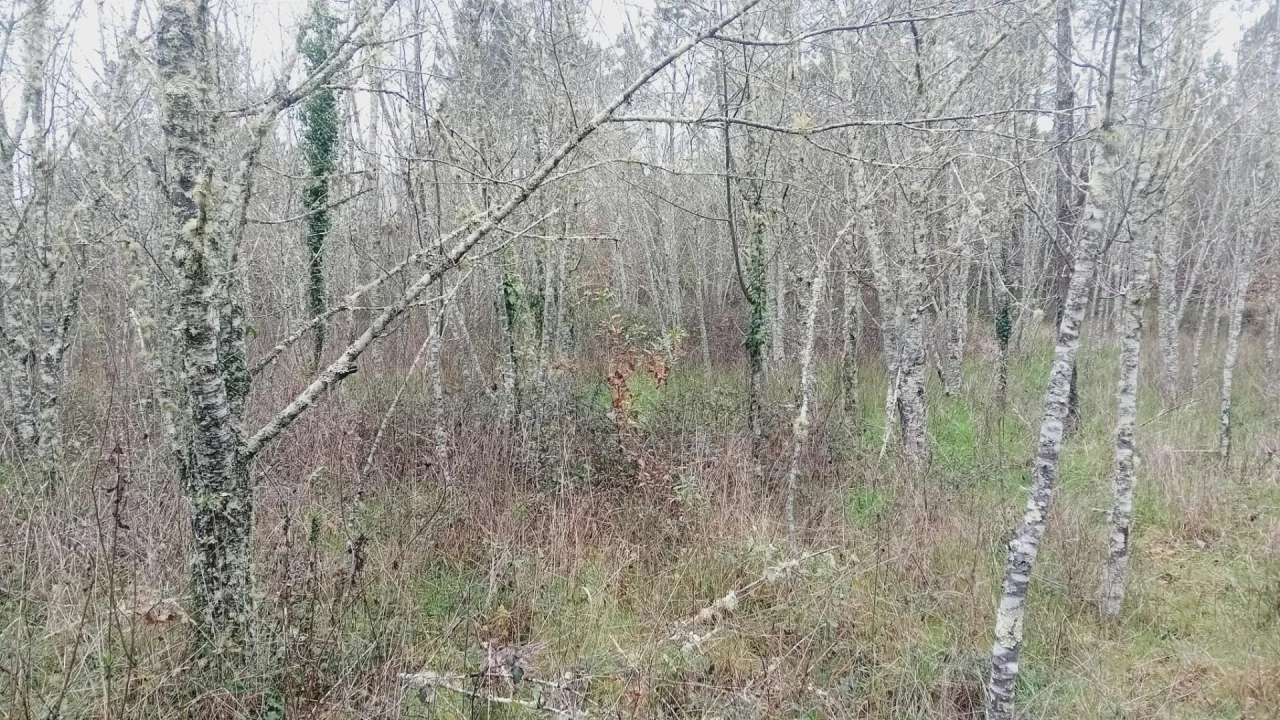Terreno para Venda em Secarias Foto 28